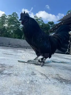 Kadaknath Rooster
