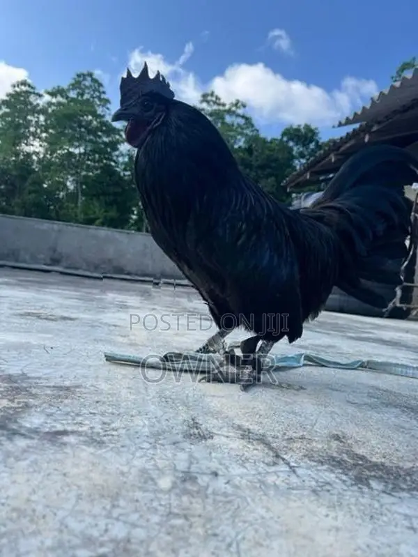 Kadaknath Rooster