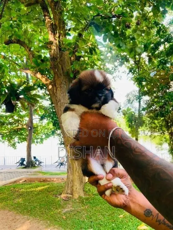 Shih Tzu Male Puppies