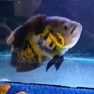 Oscar Fish