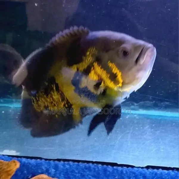 Oscar Fish