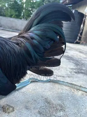 Kadaknath Rooster