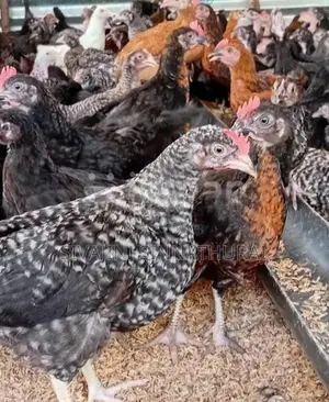 Farm Chicken