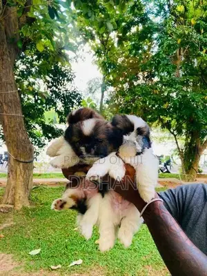 Shih Tzu Male Puppies