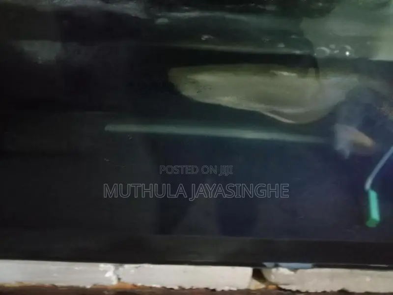 Silver Arowana Fish
