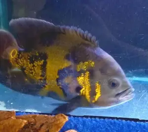 Oscar Fish