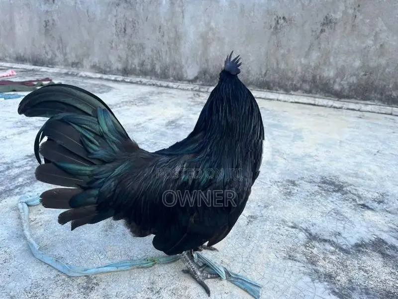 Kadaknath Rooster
