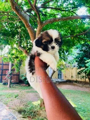 Shih Tzu Male Puppies