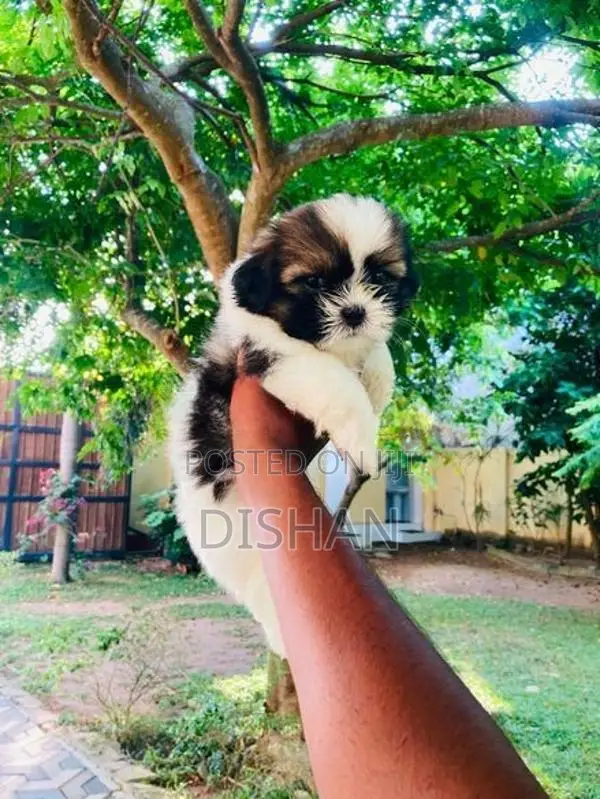 Shih Tzu Male Puppies