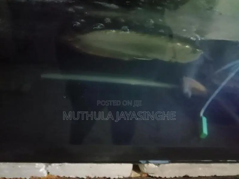 Silver Arowana Fish