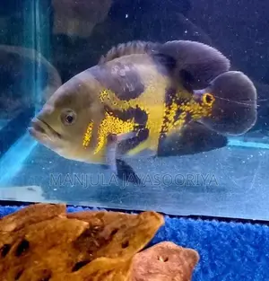 Oscar Fish