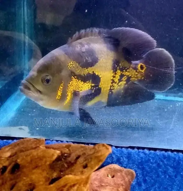 Oscar Fish