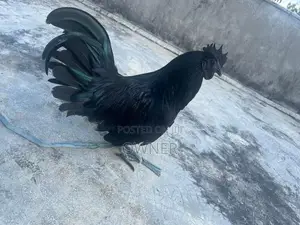 Kadaknath Rooster