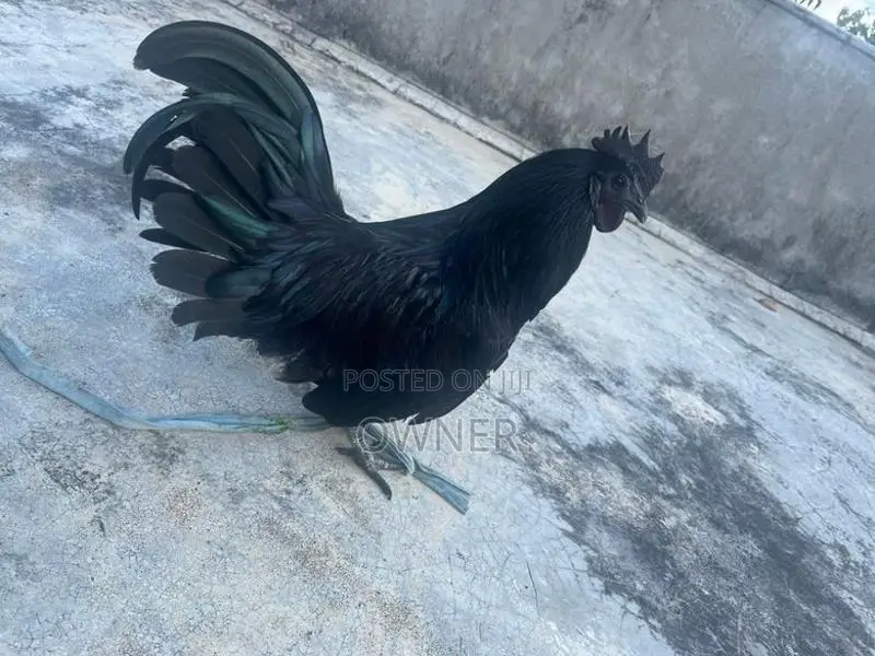 Kadaknath Rooster