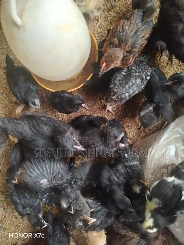 Farm Chicken