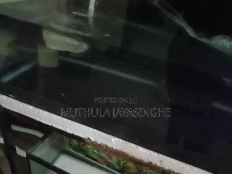 Silver Arowana Fish