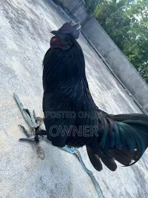 Kadaknath Rooster