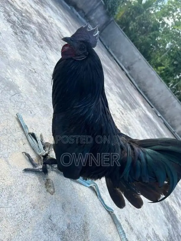 Kadaknath Rooster