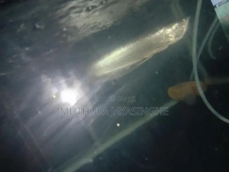 Silver Arowana Fish
