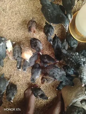 Farm Chickens