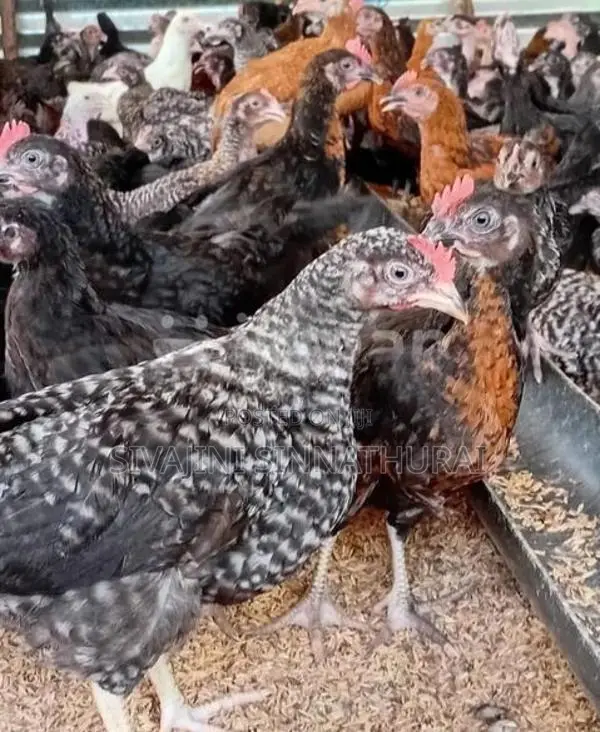 Farm Chickens