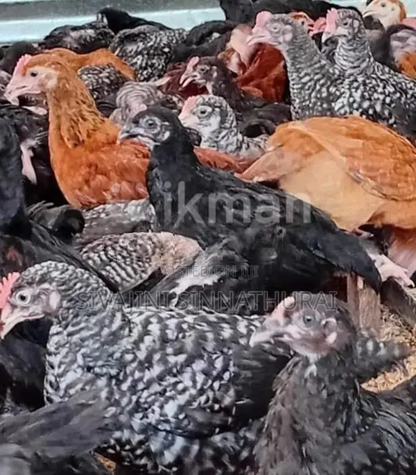 Farm Chickens