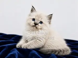 Persian Cat
