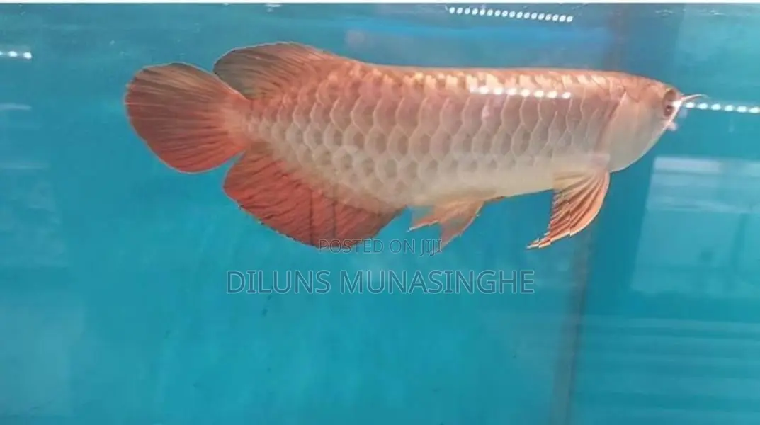 24k Golden Crossbak Arowana