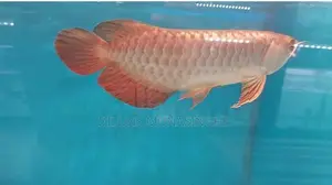 24k Golden Crossbak Arowana