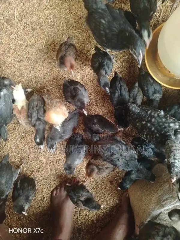 Farm Chicken