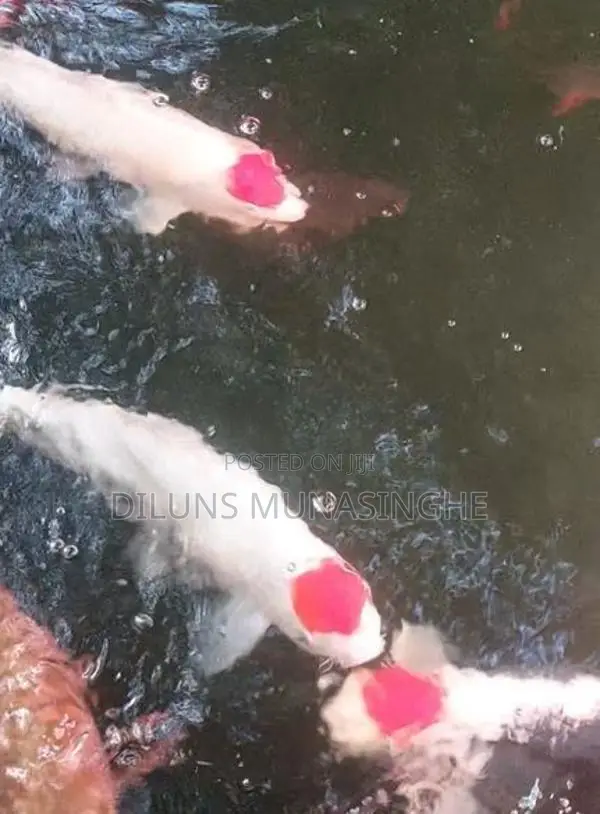 Koi Fish