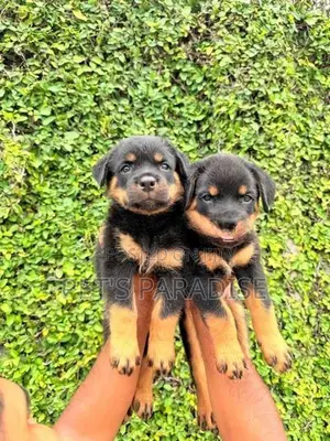 Rottweiler Puppy's