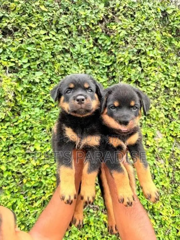 Rottweiler Puppy's