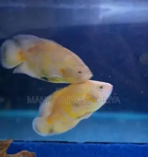 Albino Tiger Oscar