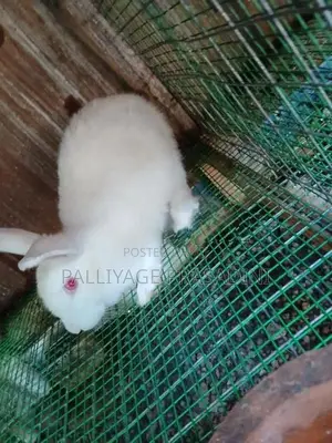 හාවාන්