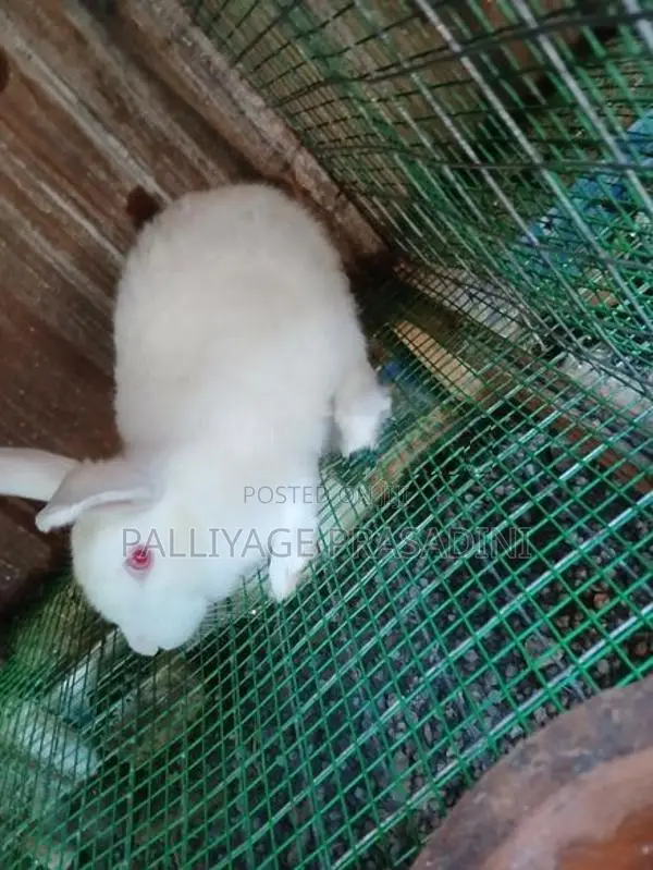 හාවාන්