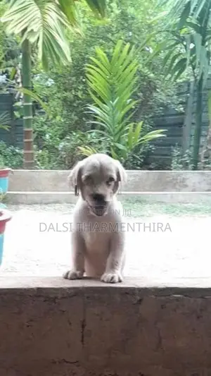 Labrador Puppies