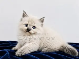 Persian Cat