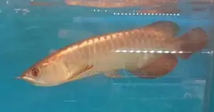 24k Golden Crossbak Arowana