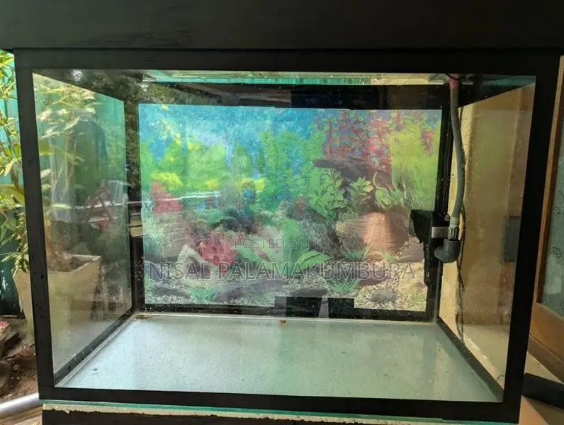 Fish Tank 2 Feet