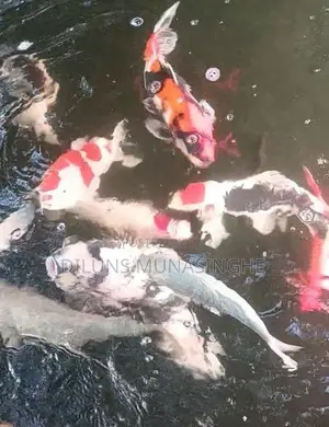 Koi Fish