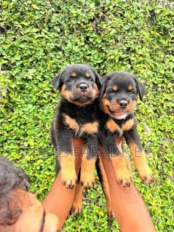 Rottweiler Puppy's