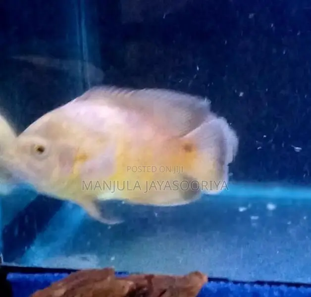 Albino Tiger Oscar