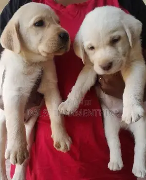 Labrador Puppies