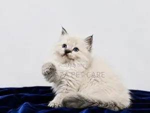 Persian Cat
