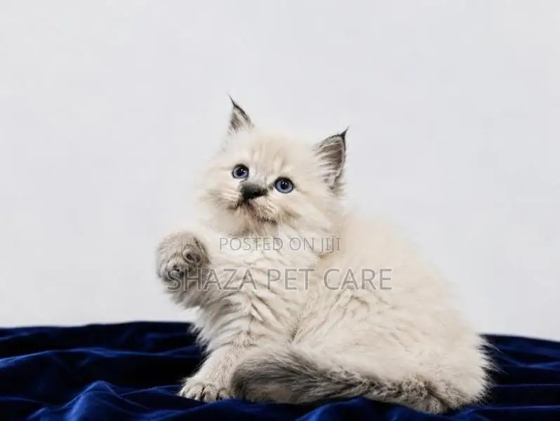 Persian Cat