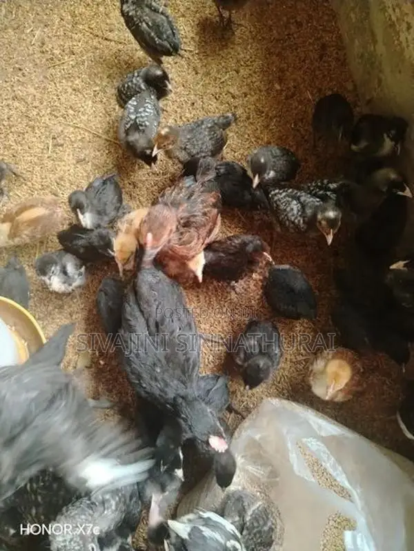 Farm Chicken