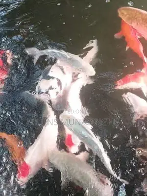 Koi Fish
