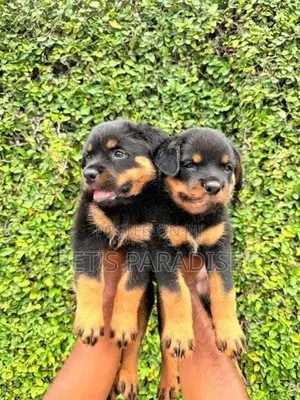Rottweiler Puppy's