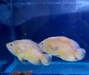 Albino Tiger Oscar
